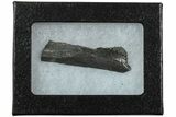 Bizarre Edestus Shark Tooth In Jaw Section - Carboniferous #231939-2